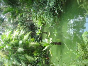 not orchids but cool